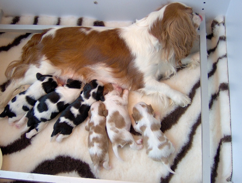 Des Amours De La Palatine - Cavalier King Charles Spaniel - Portée née le 15/06/2013