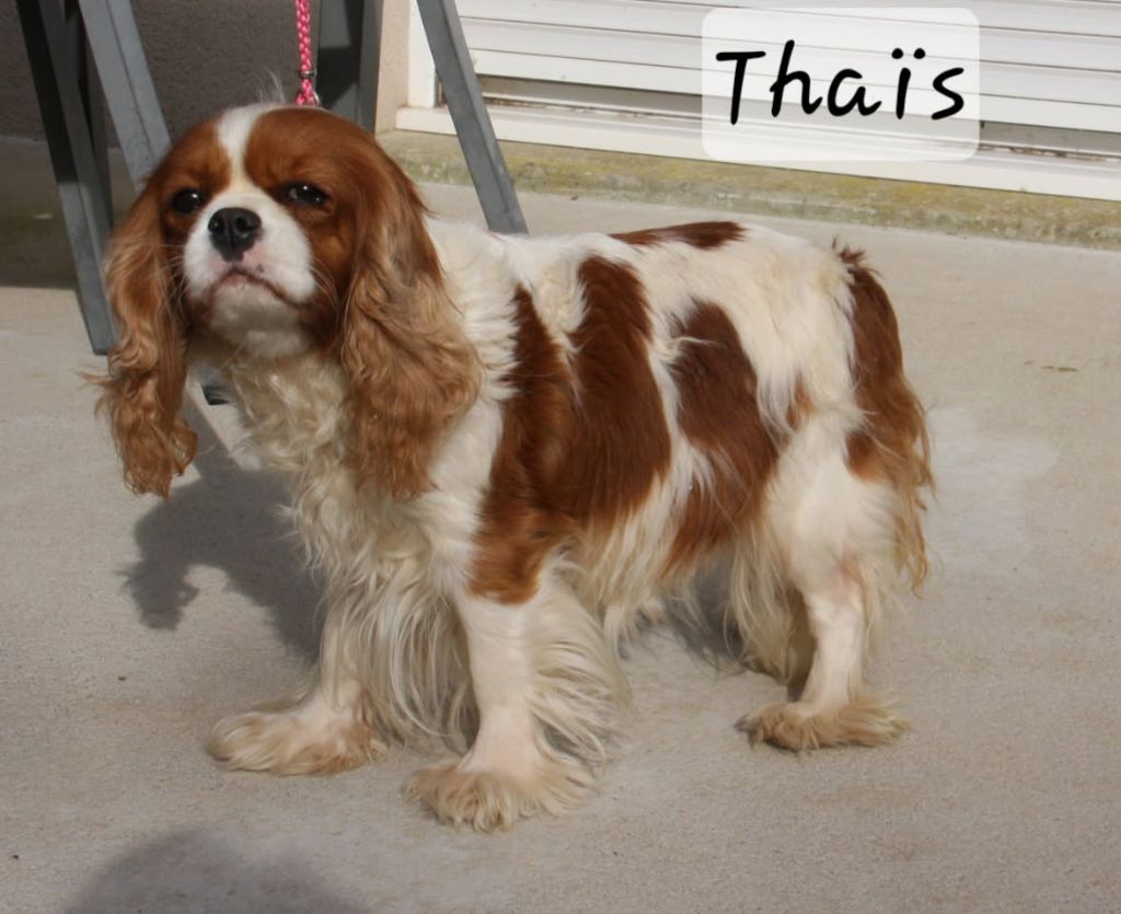 Tahiti coco du Parc de Lormoy