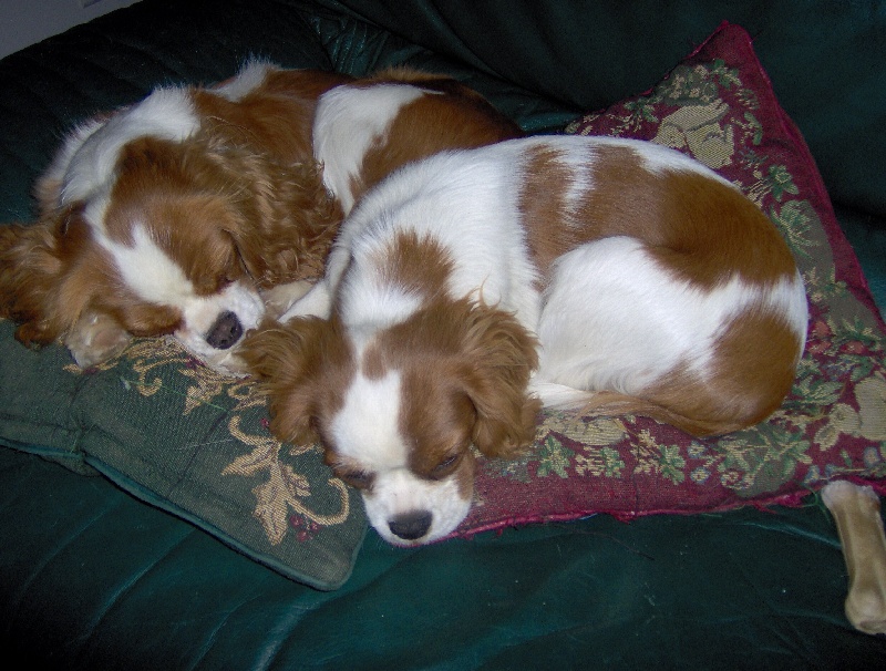 nos chiens a la maison