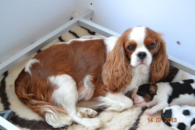 Vie des chiots