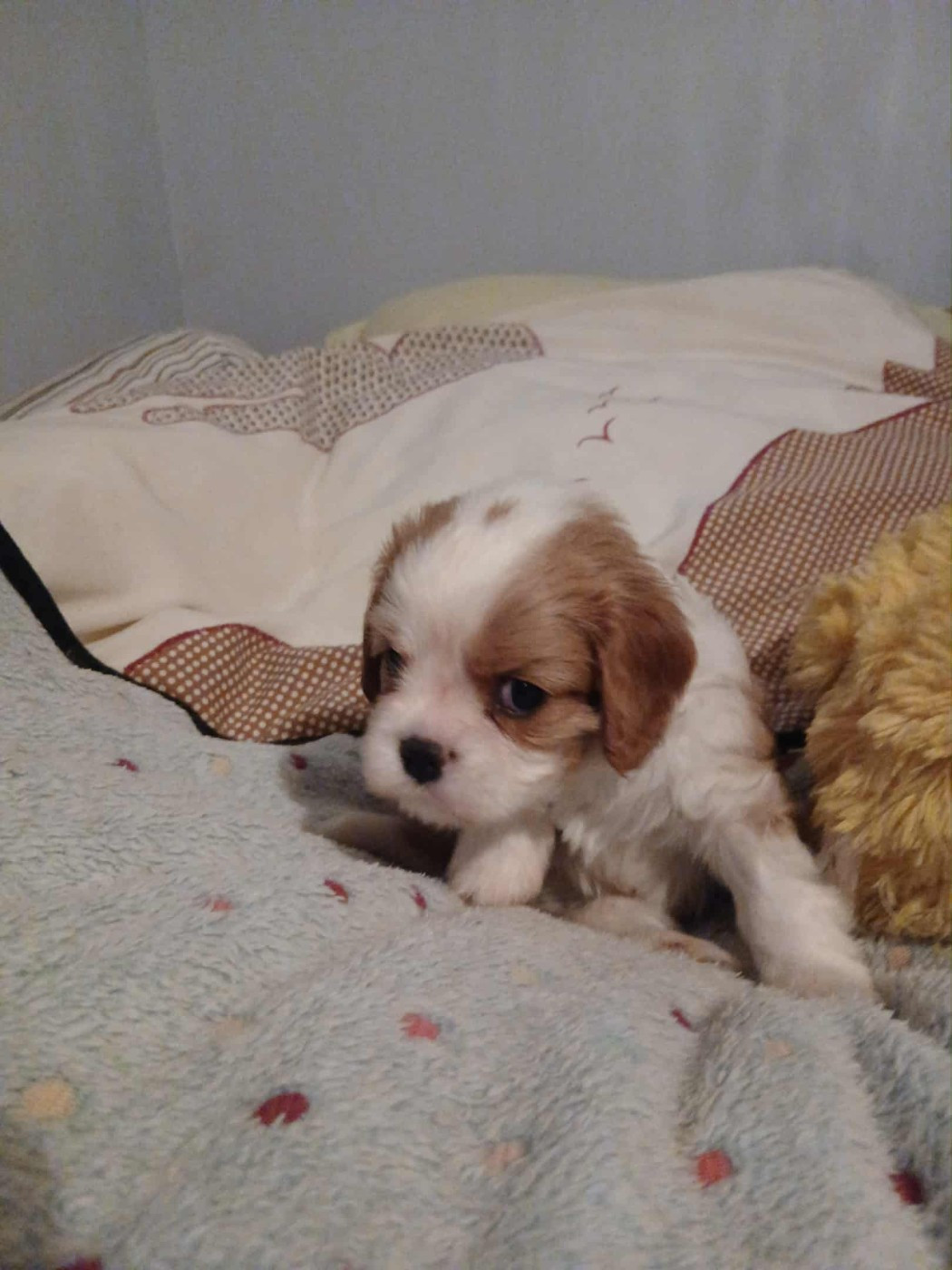 Des Amours De La Palatine - Chiots disponibles - Cavalier King Charles Spaniel