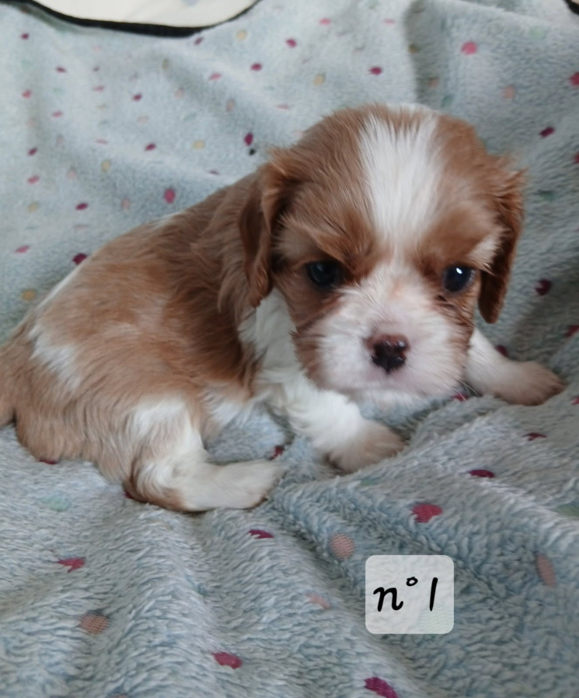 Des Amours De La Palatine - Chiots disponibles - Cavalier King Charles Spaniel