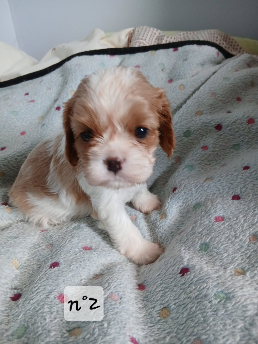 Des Amours De La Palatine - Chiots disponibles - Cavalier King Charles Spaniel
