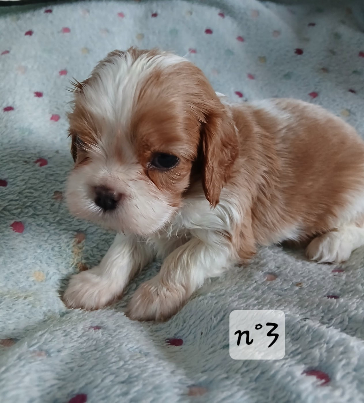 Des Amours De La Palatine - Chiots disponibles - Cavalier King Charles Spaniel