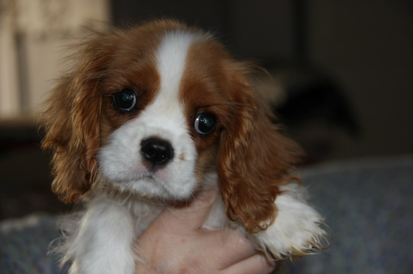 Des Amours De La Palatine - Chiots disponibles - Cavalier King Charles Spaniel