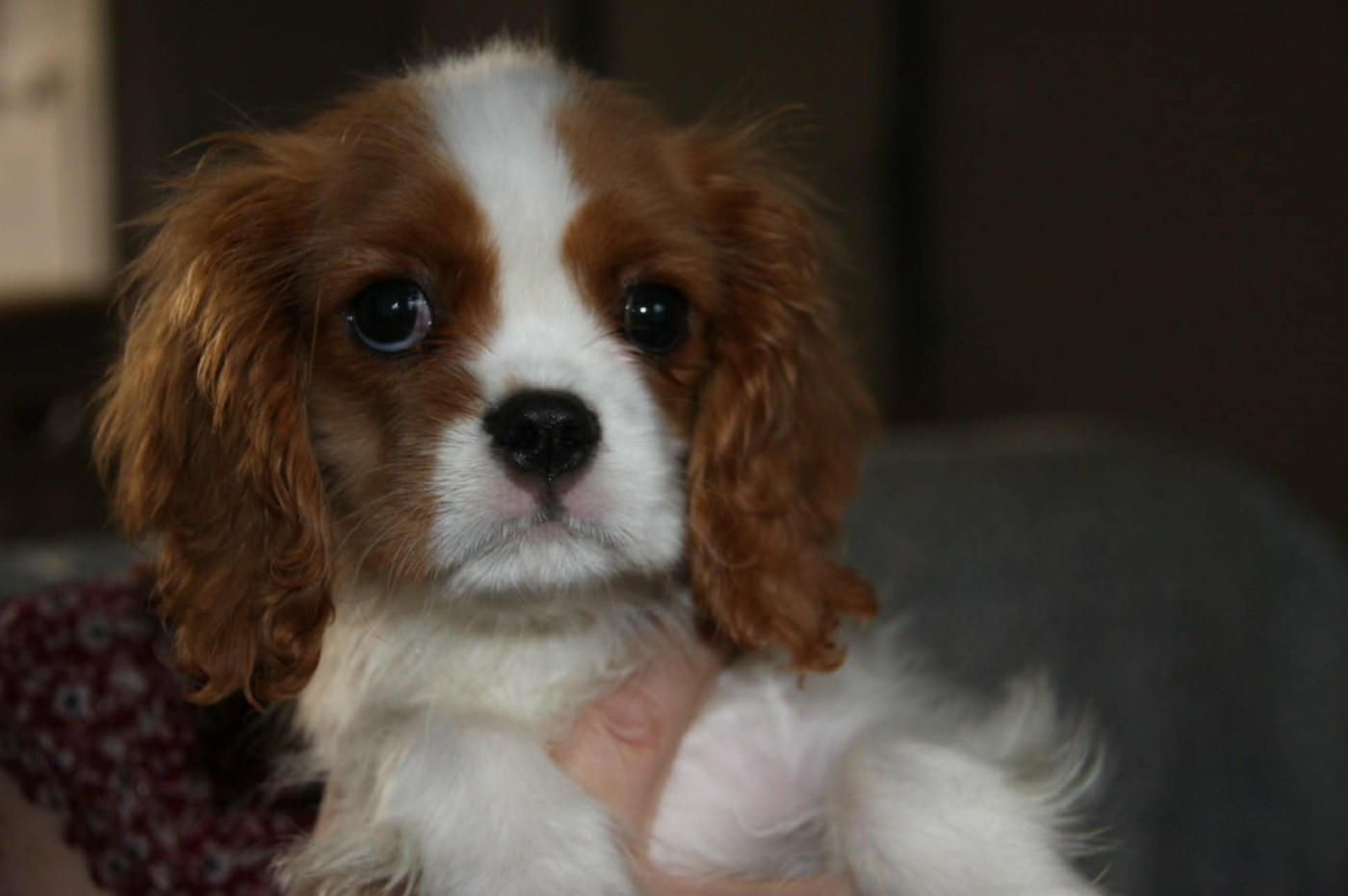 Des Amours De La Palatine - Chiots disponibles - Cavalier King Charles Spaniel