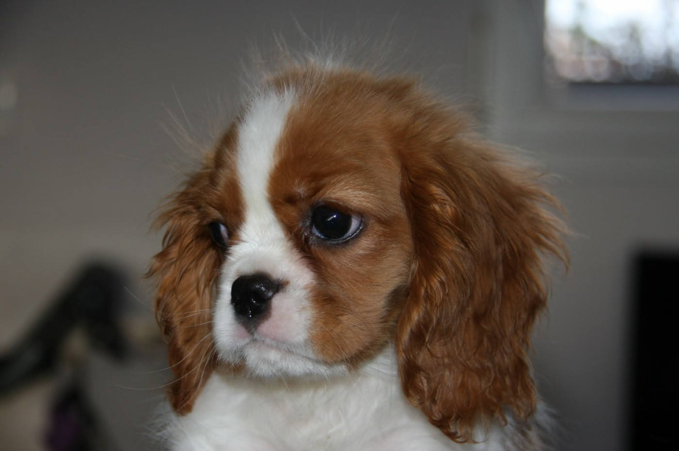 Des Amours De La Palatine - Chiots disponibles - Cavalier King Charles Spaniel